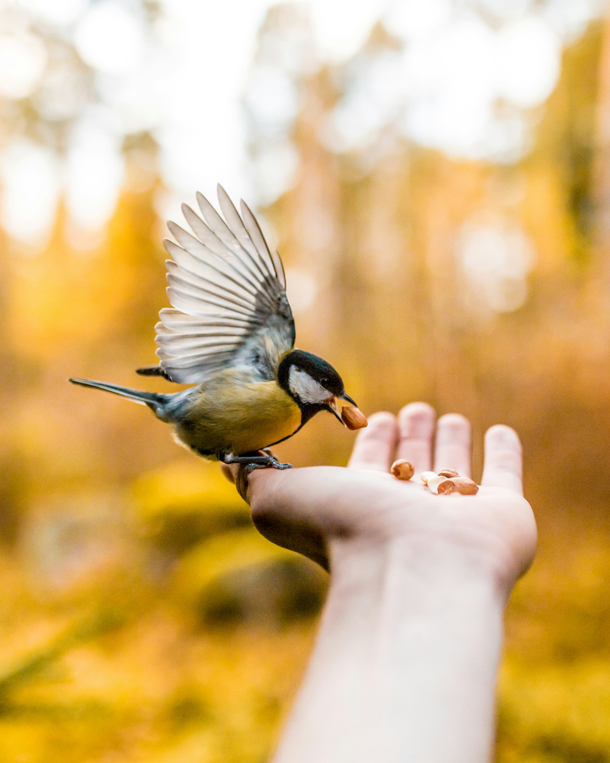 عکاسی از پرندگان: آموزشگاه دیدنگار